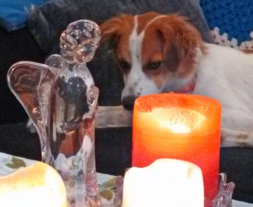 Most mornings Floey joins me for devotions. She knows this is a time to curl up on the couch, watch the candles, and be still.