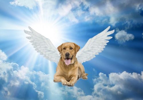 1 dog angel