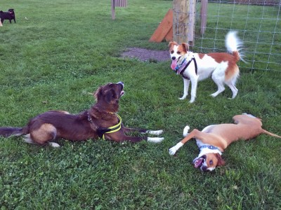 Three very happy dogs resting