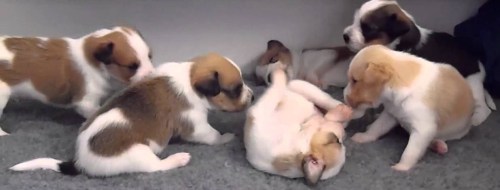 6 puppies playing cropped