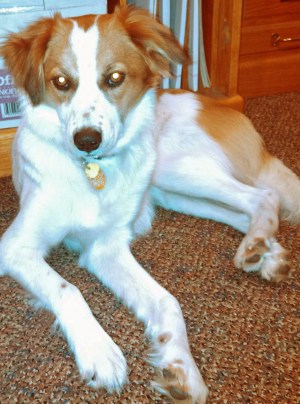 Floey lying beside desk - adj 2