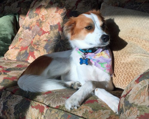 Floey - thinking hard about something, lying on the couch with her legs crossed, as usual.
