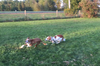 Frannie and Floey racing