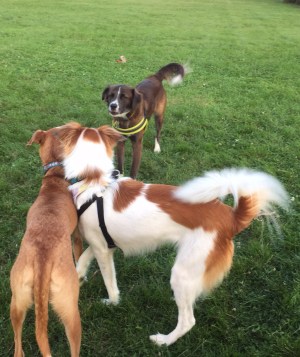 Girls against boy - cropped