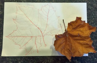 The leaf has started to curl, but Ann was able to trace it when it was still fresh.