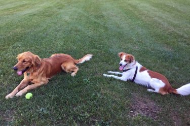 Lucy and Floey resting after playing