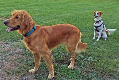 Lucy and Floey waiting for another tennis ball to be tossed