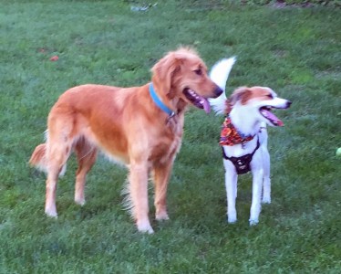 Lucy and Floey enjoying a lively discussion