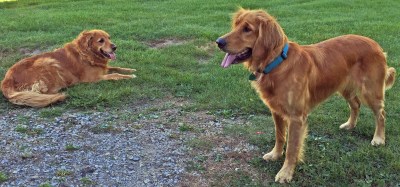 Sadie and Lucy watching us walk home - sending us good wishes to come again.