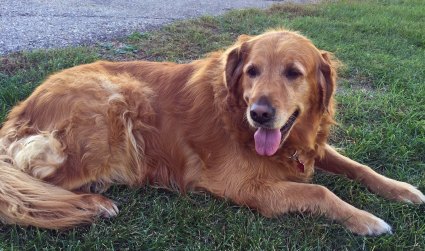 Sadie - the matriarch of the shop