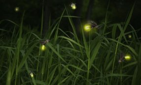 Fireflies close up