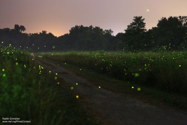 Fireflies over field