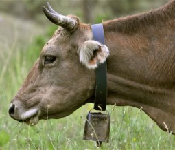 cow head w cowbell outside cropped flipped