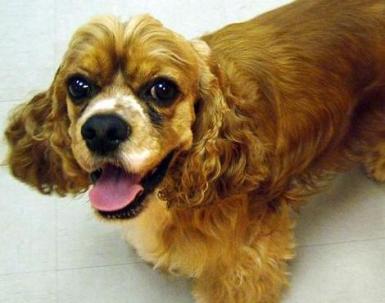 cocker spaniel 2