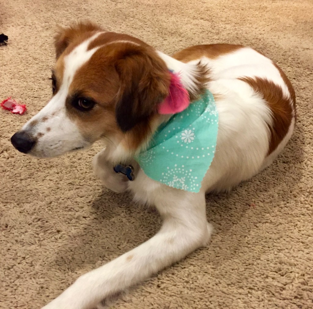 Stories and Feathers