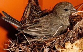 2011_05_31-10_19_37-1428-baby-house-finch-nest.jpg