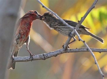 Finch-House.female-male.1-1024x764