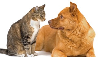 we-help-rehome-cats-and-dogs