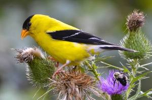 american-goldfinch-fredric-d-nisenholz