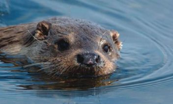 islay_wildlife_spectacular1