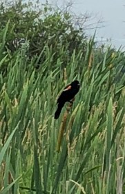 Red-winged Blackbird on cattail