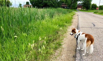 Floey at wetland